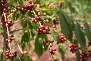 Ethiopian coffee cherry 